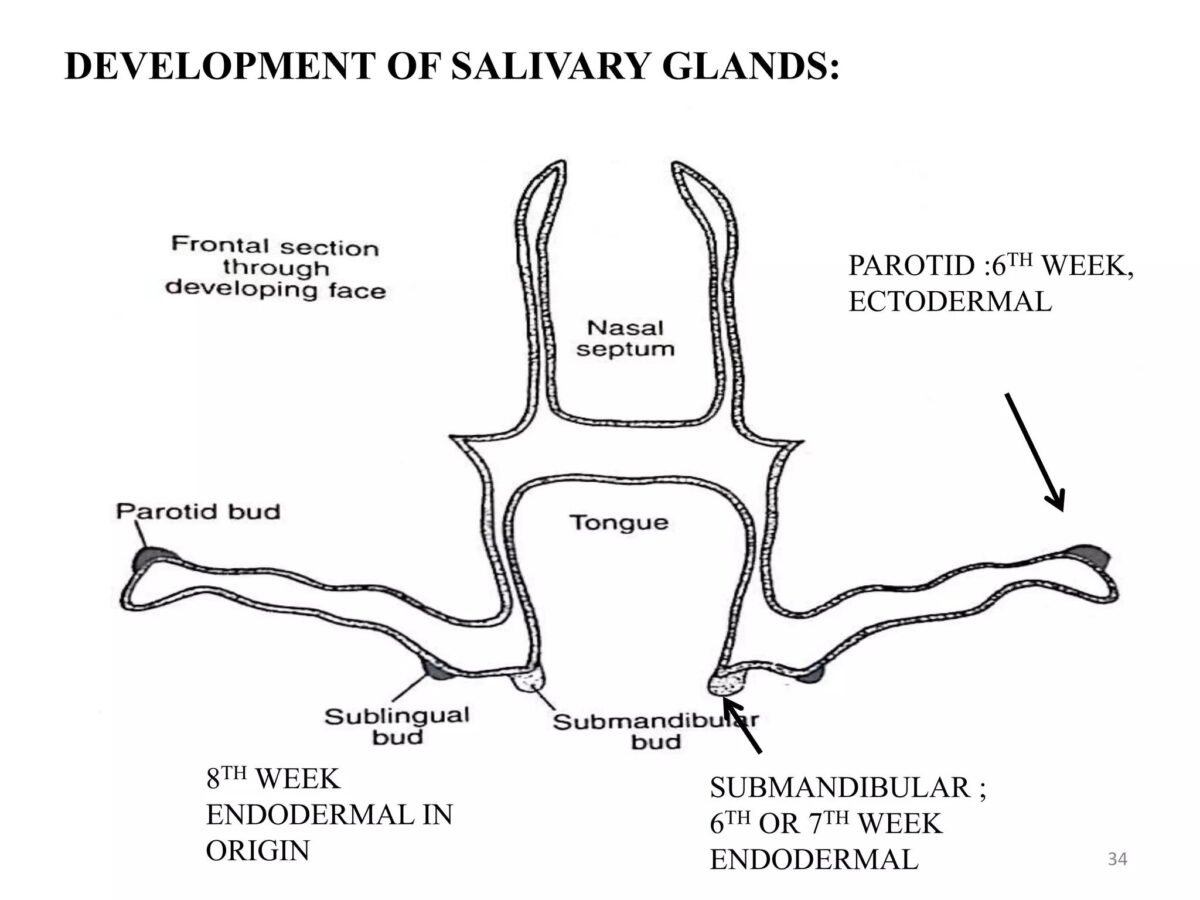 Embryology diagram 1