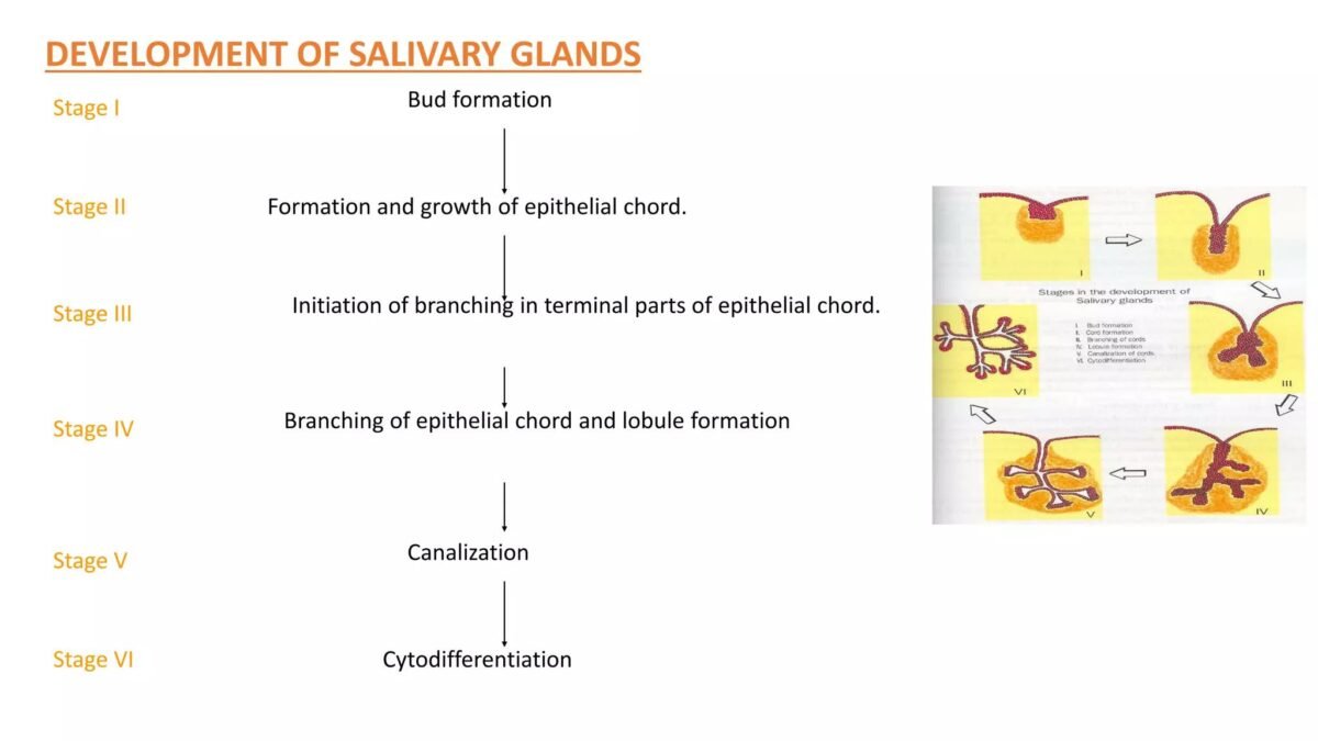 Embryology diagram 2