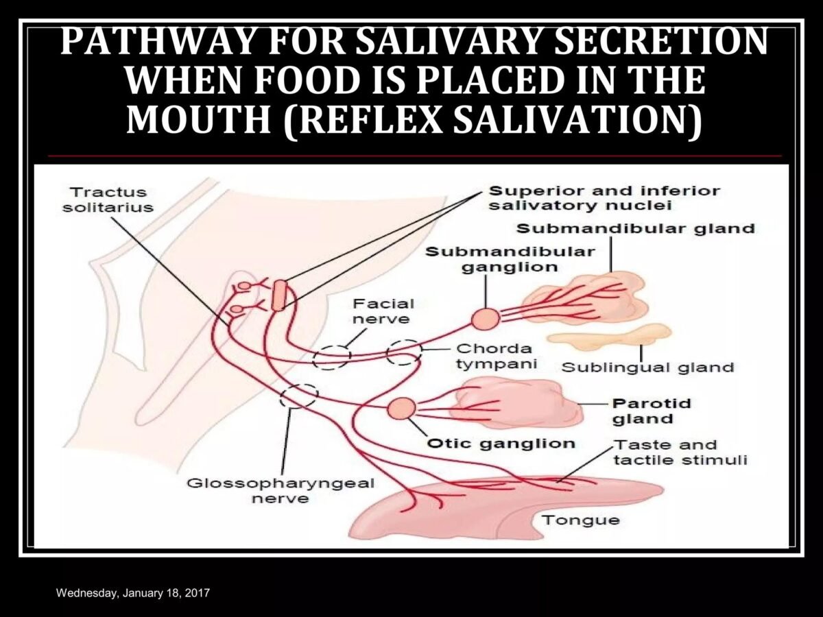 Salivary reflex arc