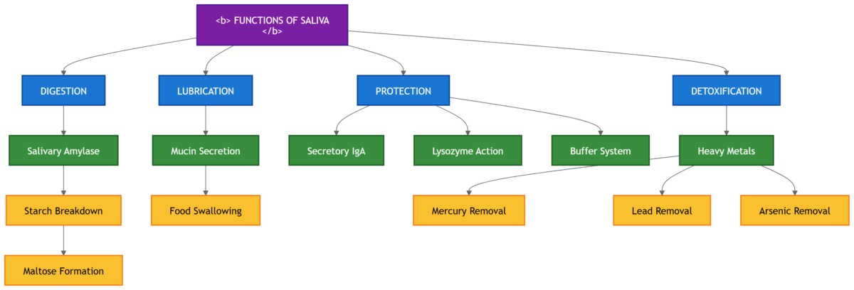 Functions of saliva concept map