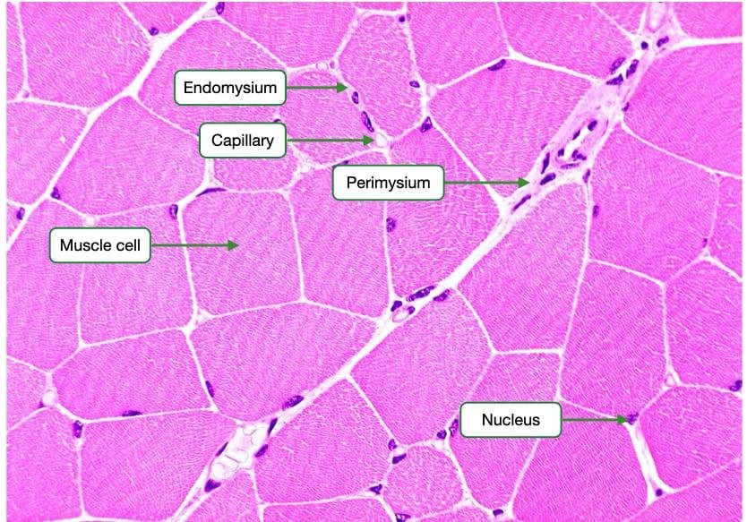 ⭐ Topic 6 – Skeletal Muscle Fiber & Sarcomere Structure - AI Learning Cycle
