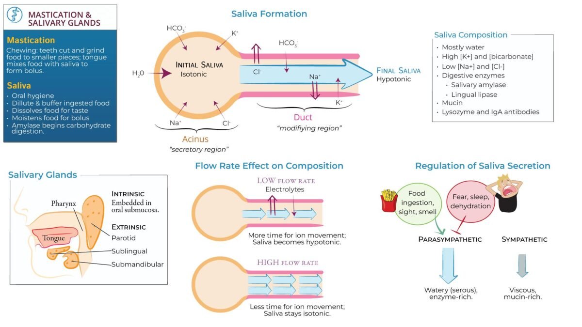 Saliva secretion diagram