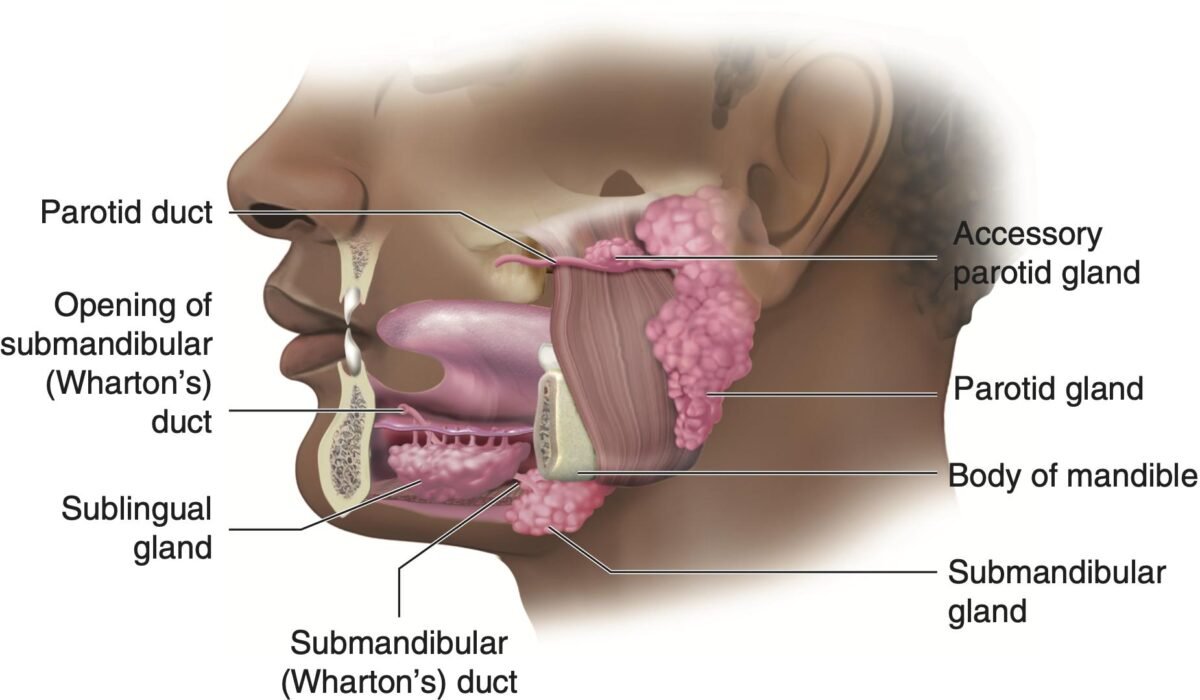 Major salivary glands