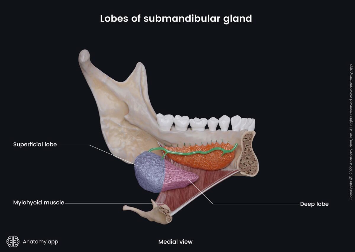 Submandibular gland